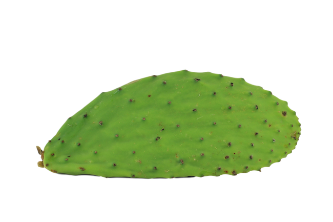 CACTUS PAD