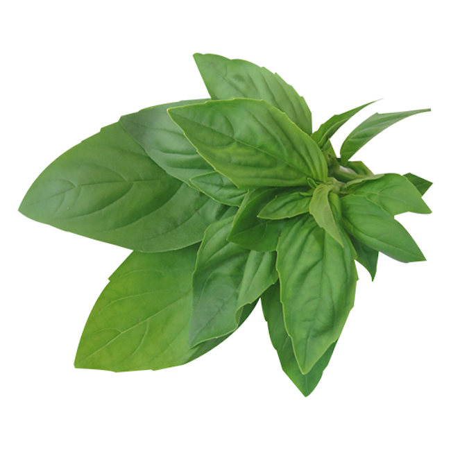 HERB, BASIL, ROOTS ORGANIC