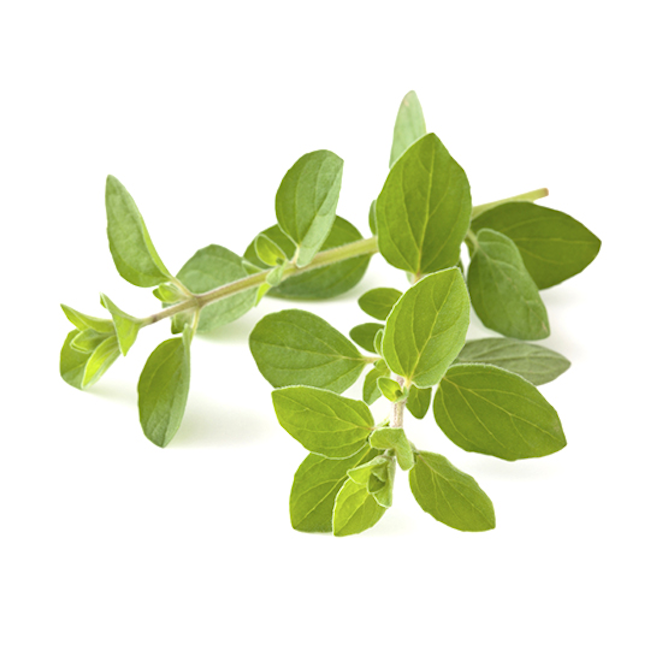 HERB, OREGANO, ROOTS ORGANIC