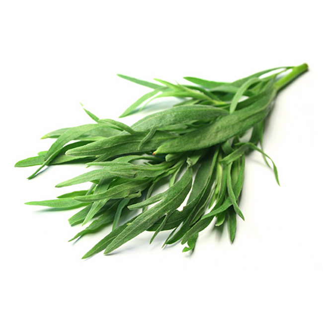 HERB, TARRAGON, ROOTS ORGANIC