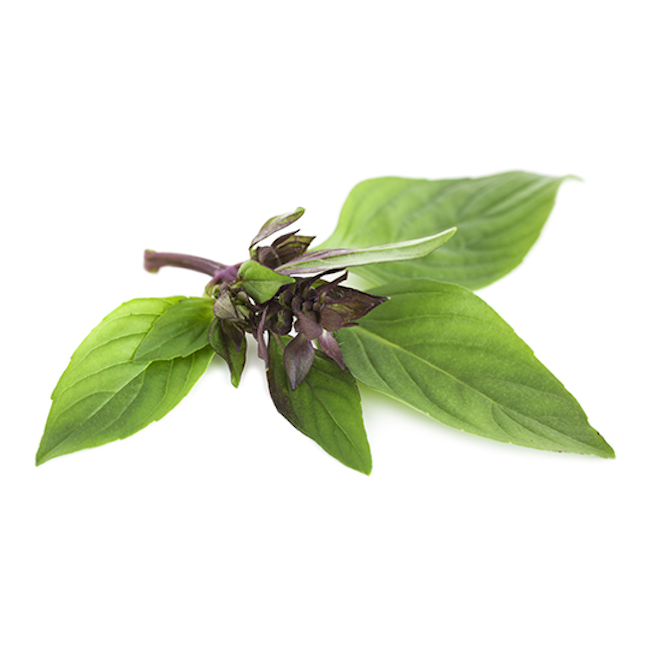 HERB, THAI BASIL