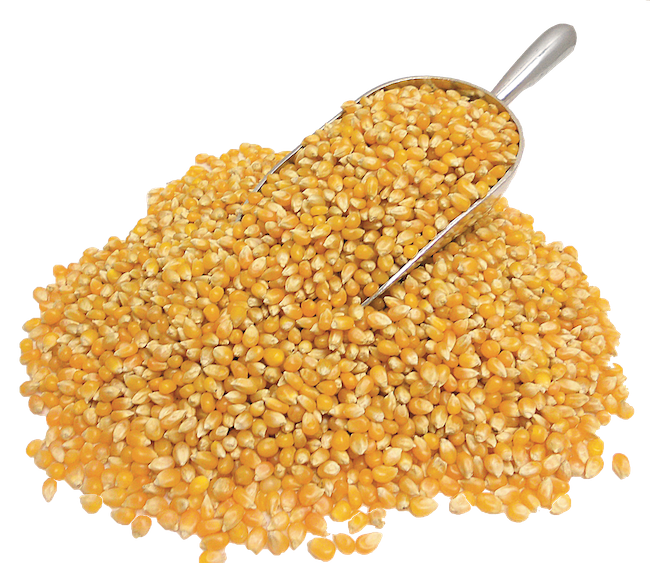 POPCORN KERNELS ORGANIC