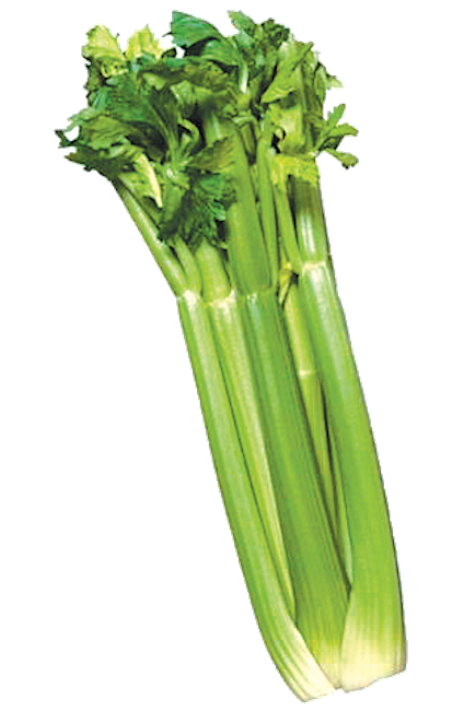 CELERY, ORGANIC