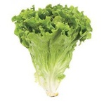 LETTUCE, LEAF GREEN BUNCH ORGANIC