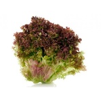 LETTUCE, LEAF RED BUNCH ORGANIC