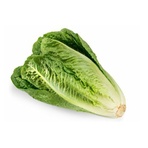 LETTUCE, ROMAINE LEAF BUNCH ORGANIC