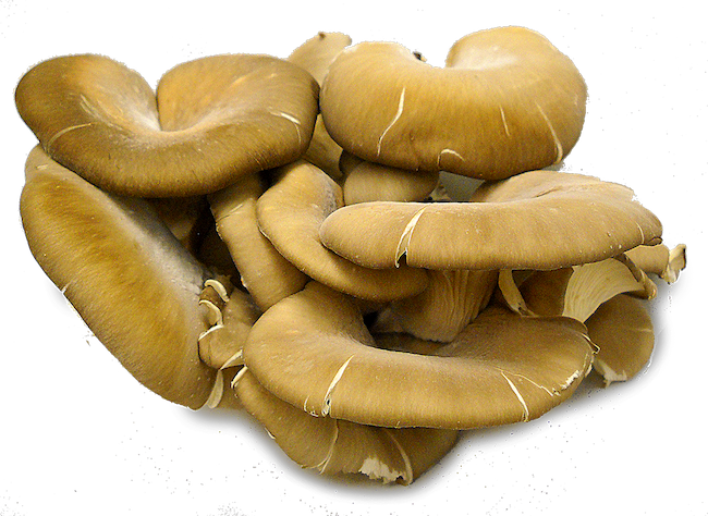 MUSHROOM, OYSTER ORGANIC