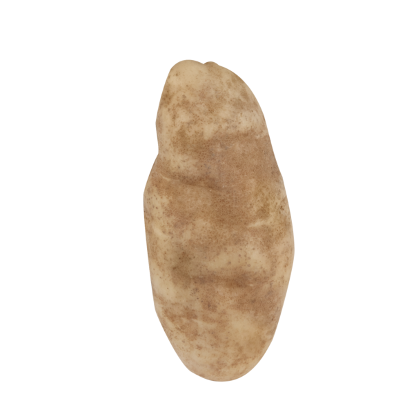 POTATO, RUSSET