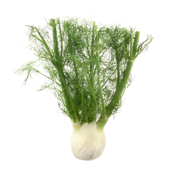 FENNEL