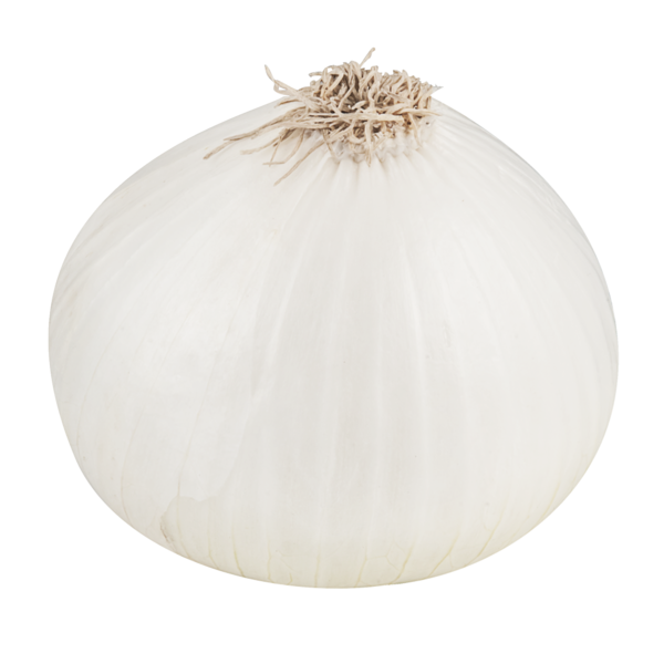 ONION, WHITE