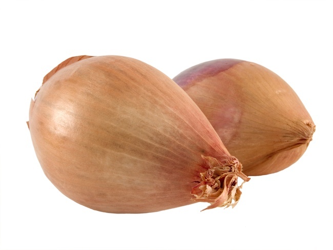 SHALLOT
