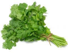 CILANTRO