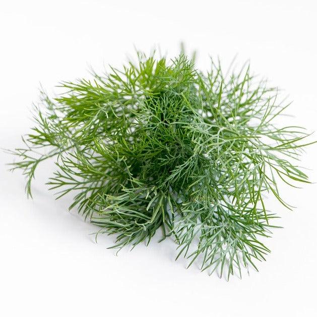 HERB, DILL, ROOTS ORGANIC