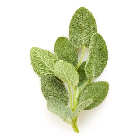 HERB, SAGE, ROOTS ORGANIC